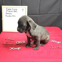 Trish, a female Cane Corso for sale in Kansas City, MO – Photo 6 of 8