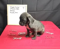 Trish, a female Cane Corso for sale in El Dorado Springs, MO – Photo 6 of 8