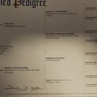 Trish, a female Cane Corso for sale in Kansas City, MO – Photo 2 of 8