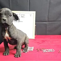 Trish, a female Cane Corso for sale in Kansas City, MO – Photo 5 of 8