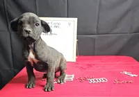 Trish, a female Cane Corso for sale in El Dorado Springs, MO – Photo 5 of 8