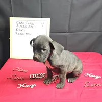 Trish, a female Cane Corso for sale in Kansas City, MO – Photo 4 of 8