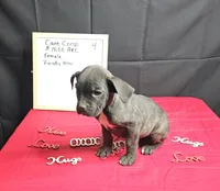 Trish, a female Cane Corso for sale in El Dorado Springs, MO – Photo 4 of 8