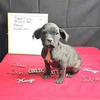 Trish, a female Cane Corso for sale in Kansas City, MO – Photo 3 of 8