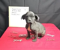 Trish, a female Cane Corso for sale in El Dorado Springs, MO – Photo 3 of 8