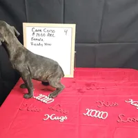 Trish, a female Cane Corso for sale in Kansas City, MO – Photo 8 of 8