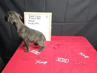 Trish, a female Cane Corso for sale in El Dorado Springs, MO – Photo 8 of 8