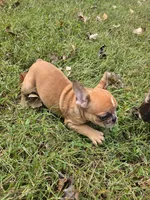 Hoss, a male French Bulldog for sale in Belton, MO – 3 of 3