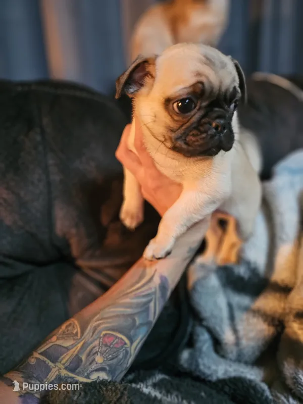 Baby – Pug puppy for sale in Kansas City, MO