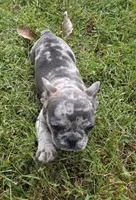Fern, a female French Bulldog for sale in Belton, MO – 2 of 4