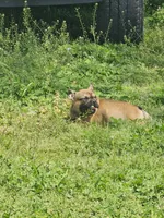 Max, a male French Bulldog for sale in Kansas City, MO – Photo 5 of 5