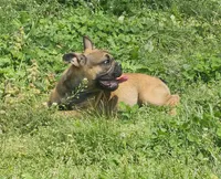 Max, a male French Bulldog for sale in Kansas City, MO – Photo 1 of 5