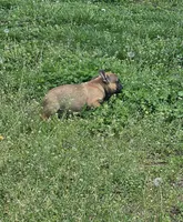 Max, a male French Bulldog for sale in Kansas City, MO – Photo 3 of 5