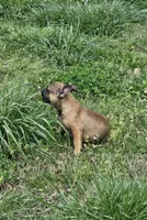 Max, a male French Bulldog for sale in Kansas City, MO – Photo 4 of 5