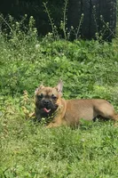 Max, a male French Bulldog for sale in Kansas City, MO – Photo 2 of 5