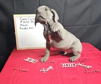 Zoro, a male Cane Corso for sale in El Dorado Springs, MO – Photo 1 of 5