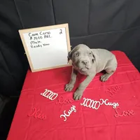 Zoro, a male Cane Corso for sale in Kansas City, MO – Photo 4 of 5