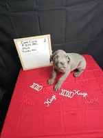 Zoro, a male Cane Corso for sale in El Dorado Springs, MO – Photo 4 of 5