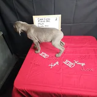 Zoro, a male Cane Corso for sale in Kansas City, MO – Photo 5 of 5