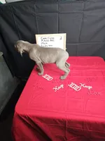 Zoro, a male Cane Corso for sale in El Dorado Springs, MO – Photo 5 of 5