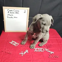 Zoro, a male Cane Corso for sale in Kansas City, MO – Photo 3 of 5