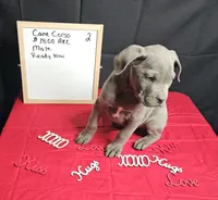 Zoro, a male Cane Corso for sale in El Dorado Springs, MO – Photo 3 of 5