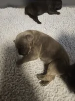 processed/6a598ef5-3919-4348-b4e0-e92a5ead487b/listing/342e64b3-3d04-4bc5-aa86-7930390e04e6/a9b49399-c151-49e7-853b-dd172099927c