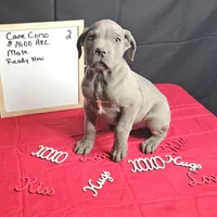 Zoro, a male Cane Corso for sale in Kansas City, MO – Photo 2 of 5