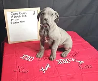 Zoro, a male Cane Corso for sale in El Dorado Springs, MO – Photo 2 of 5