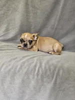 Wes, a male French Bulldog for sale in Kansas City, MO – 5 of 6