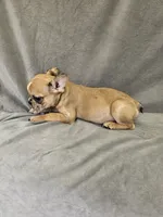 Wes, a male French Bulldog for sale in Kansas City, MO – 6 of 6
