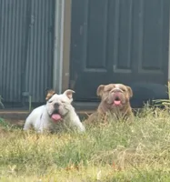 Breeding pair, a male English Bulldog for sale in Kansas City, MO – 2 of 4