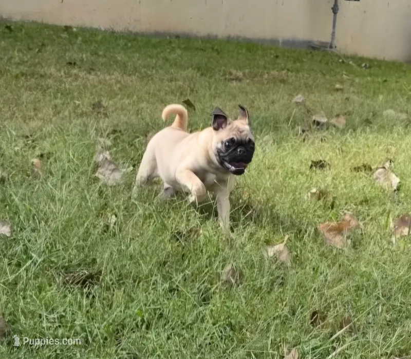 Frank – Pug puppy for sale in Belton, MO