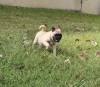 Frank, a male Pug for sale in Belton, MO – 1 of 3