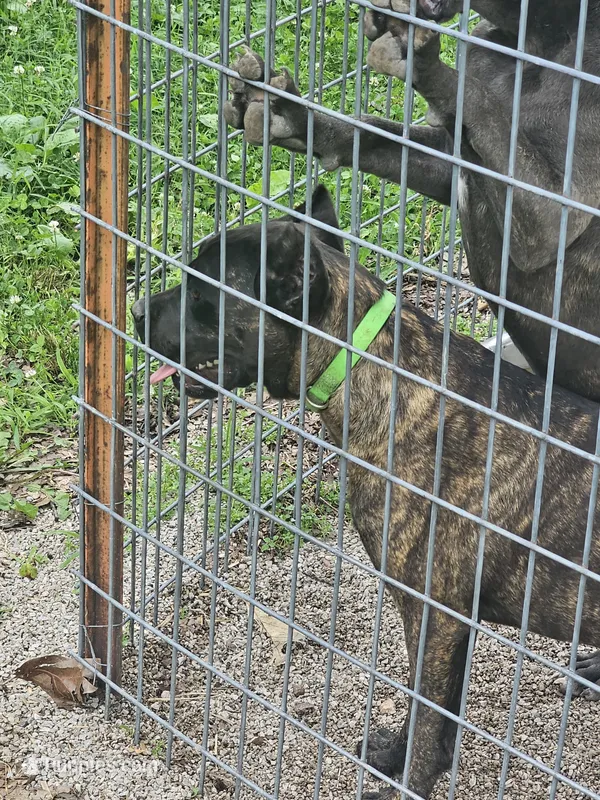 Abbadon – Cane Corso puppy for sale in Kansas City, MO