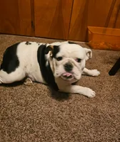 Breeding pair, a male English Bulldog for sale in Kansas City, MO – 3 of 4