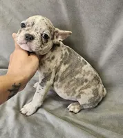 Lee, a male French Bulldog for sale in Kansas City, MO – 2 of 5
