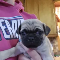 Nax now ready, a male Pug for sale in Kansas City, MO – Photo 1 of 2