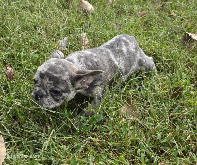 Fern – French Bulldog puppy for sale in Belton, MO