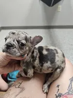 Spunk, a male French Bulldog for sale in Kansas City, MO – 2 of 5