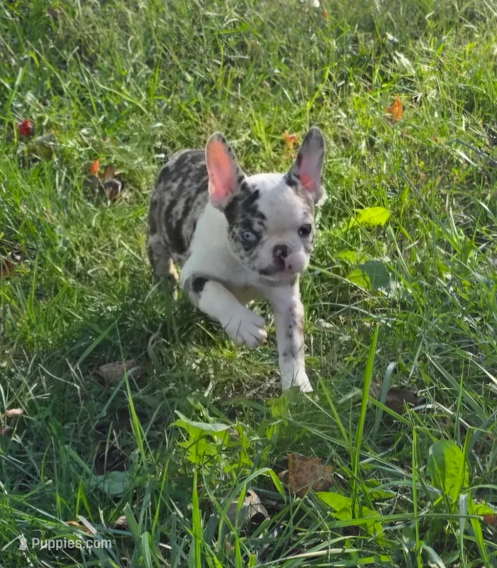 Ben – French Bulldog puppy for sale in Belton, MO