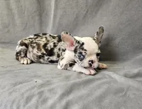 Ben, a male French Bulldog for sale in Kansas City, MO – 4 of 6