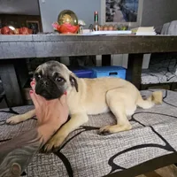 Jake jr, a male Pug for sale in El Dorado Springs, MO – Photo 2 of 3