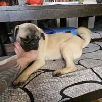 Jake jr, a male Pug for sale in El Dorado Springs, MO – Photo 1 of 3