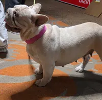 Popcorn, a female French Bulldog for sale in Belton, MO – 1 of 3