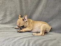 Wes, a male French Bulldog for sale in Kansas City, MO – 4 of 6