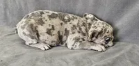 Lee, a male French Bulldog for sale in Kansas City, MO – 3 of 5