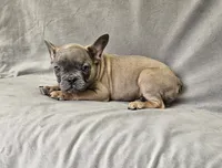 Roy, a male French Bulldog for sale in Kansas City, MO – 3 of 3