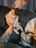 Frank, a male Pug for sale in Kansas City, MO – 2 of 5