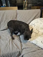 Salem, a female French Bulldog for sale in Springfield, MO – Photo 2 of 3